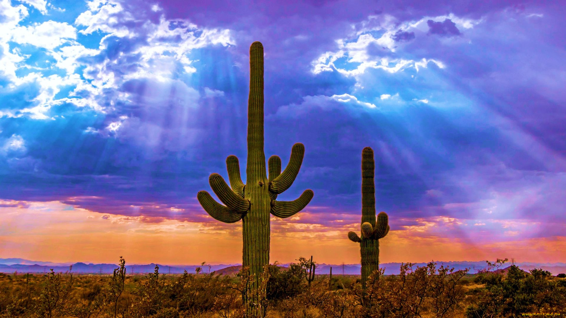 saguaro cactus, north scottsdale, arizona, , , saguaro, cactus, north, scottsdale